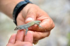 Aspidoscelis marmoratus