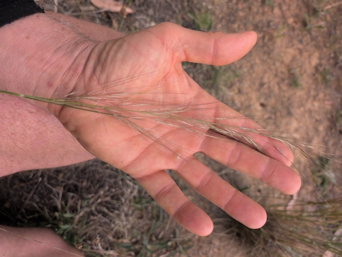 Austrostipa scabra, photograph 3