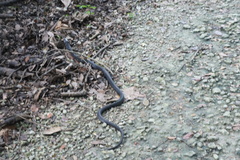 Naja sumatrana