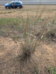Austrostipa scabra, photograph author not stated, no rights reserved