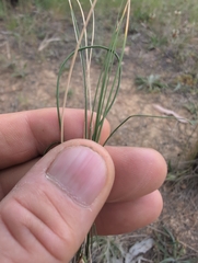 Austrostipa scabra, photograph author not stated, no rights reserved