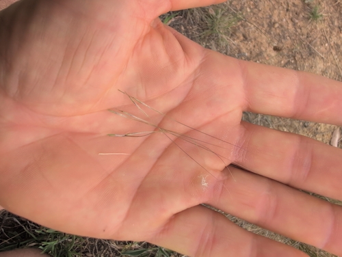 Austrostipa scabra, photograph 6
