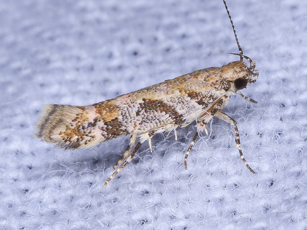 Aristotelia eumeris