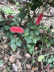 Acalypha pendula