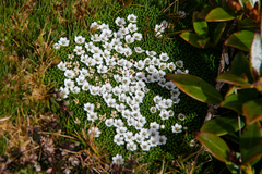 Phyllachne clavigera
