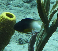 Stegastes partitus