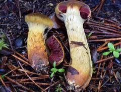 Cortinarius smithii