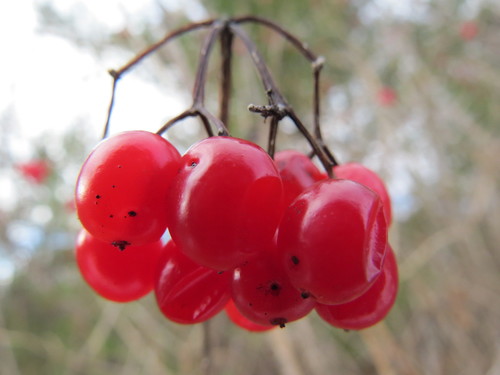 Paprastasis putinas nuotrauka