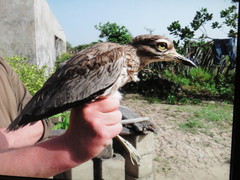 Burhinus senegalensis
