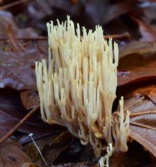 Ramaria cystidiophora