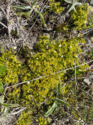 Drosera hookeri