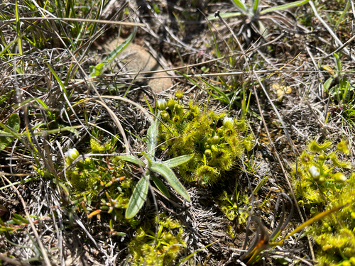 Drosera hookeri