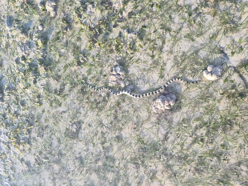 Black-ringed Sea Snake sighting