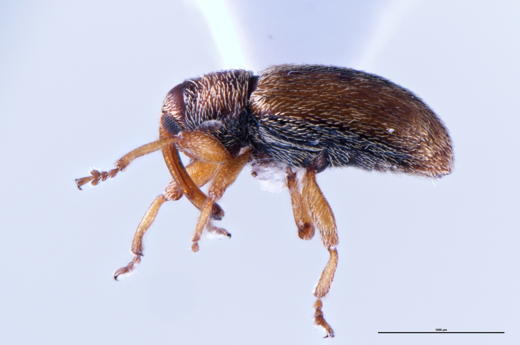 Peristoreus veronicae