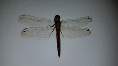 Tauriphila australis