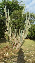 Cereus hexagonus