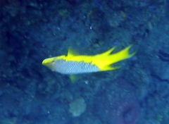 Bodianus rufus