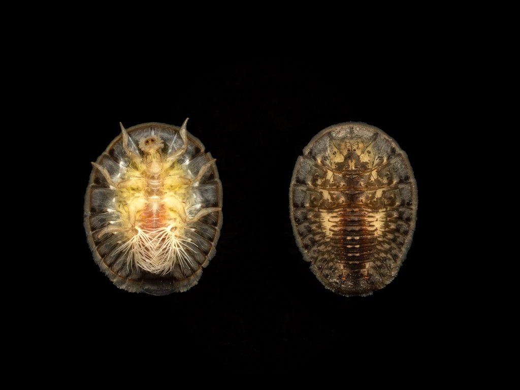 Texas Water Penny Beetle