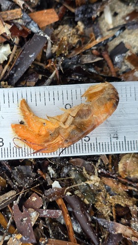 Alpheus villosus observed 2025-10-25