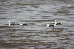 Larus dominicanus