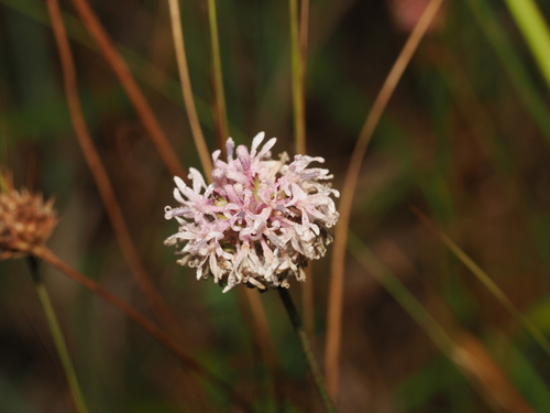 Gulf Coast Barbara's-Buttons (Marshallia angustifolia)