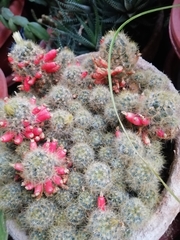 Mammillaria prolifera