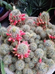 Mammillaria prolifera