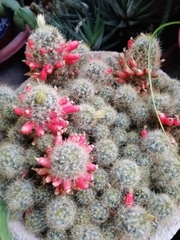 Mammillaria prolifera
