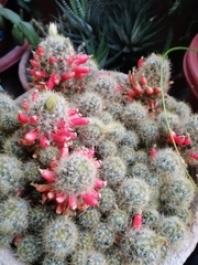 Mammillaria prolifera