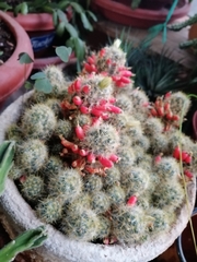 Mammillaria prolifera