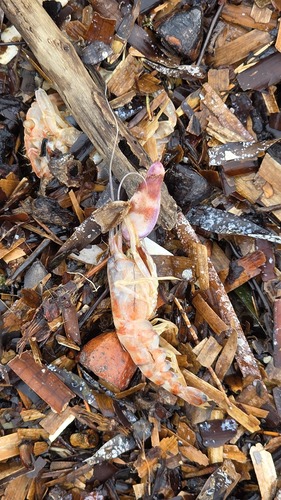 Alpheus parasocialis observed 2025-10-25