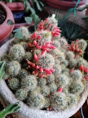 Mammillaria prolifera