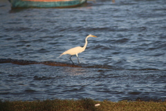 Ardea alba