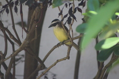 Pitangus sulphuratus