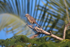 Mimus saturninus