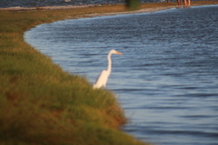 Ardea alba