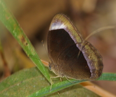 Mycalesis anaxias