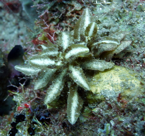 Sargassum hystrix observed 2012-07-05
