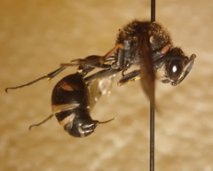 Eumenes crucifera