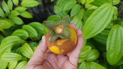 Diospyros malabarica