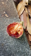 Diospyros malabarica