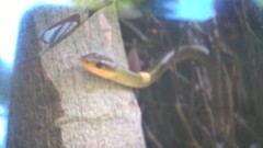 Chironius bicarinatus