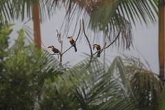 Ramphastos vitellinus