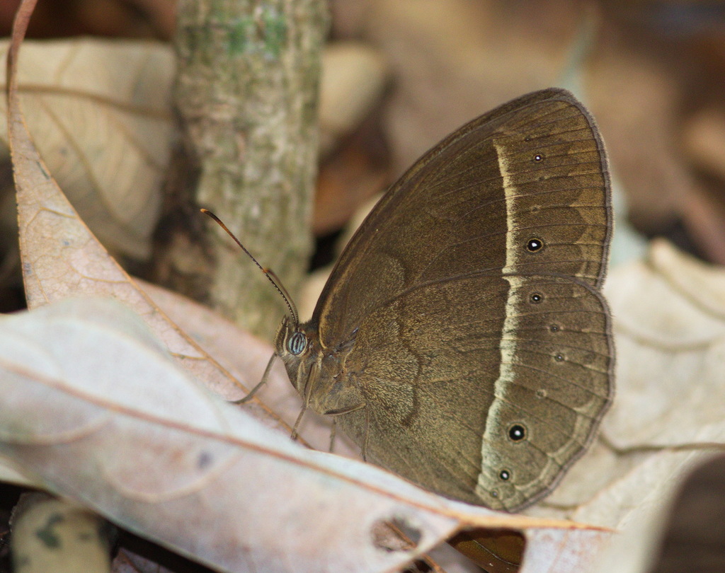 Wood Mason's Bushbrown