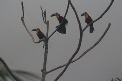 Ramphastos vitellinus