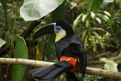 Ramphastos vitellinus vitellinus