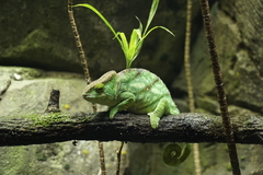 Calumma parsonii parsonii