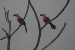 Ramphastos vitellinus
