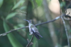 Eupetomena cirrochloris