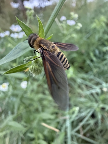 Unknown species found near Gathering Place, Tulsa, OK, US